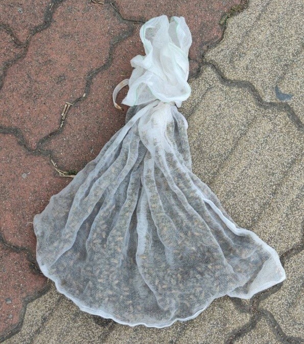 蜜蜂1